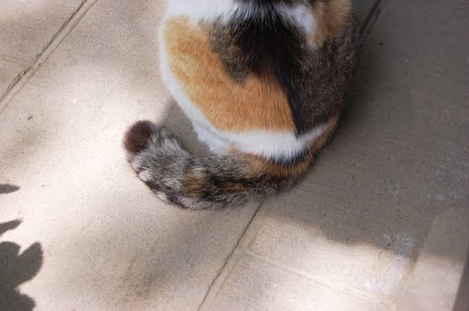 猫の不適切な排泄と尻尾追い行動について