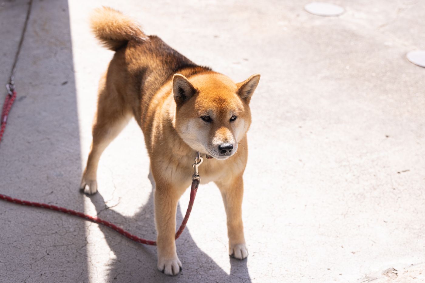 人にもうつる!!かゆくてたまらない犬の疥癬による皮膚