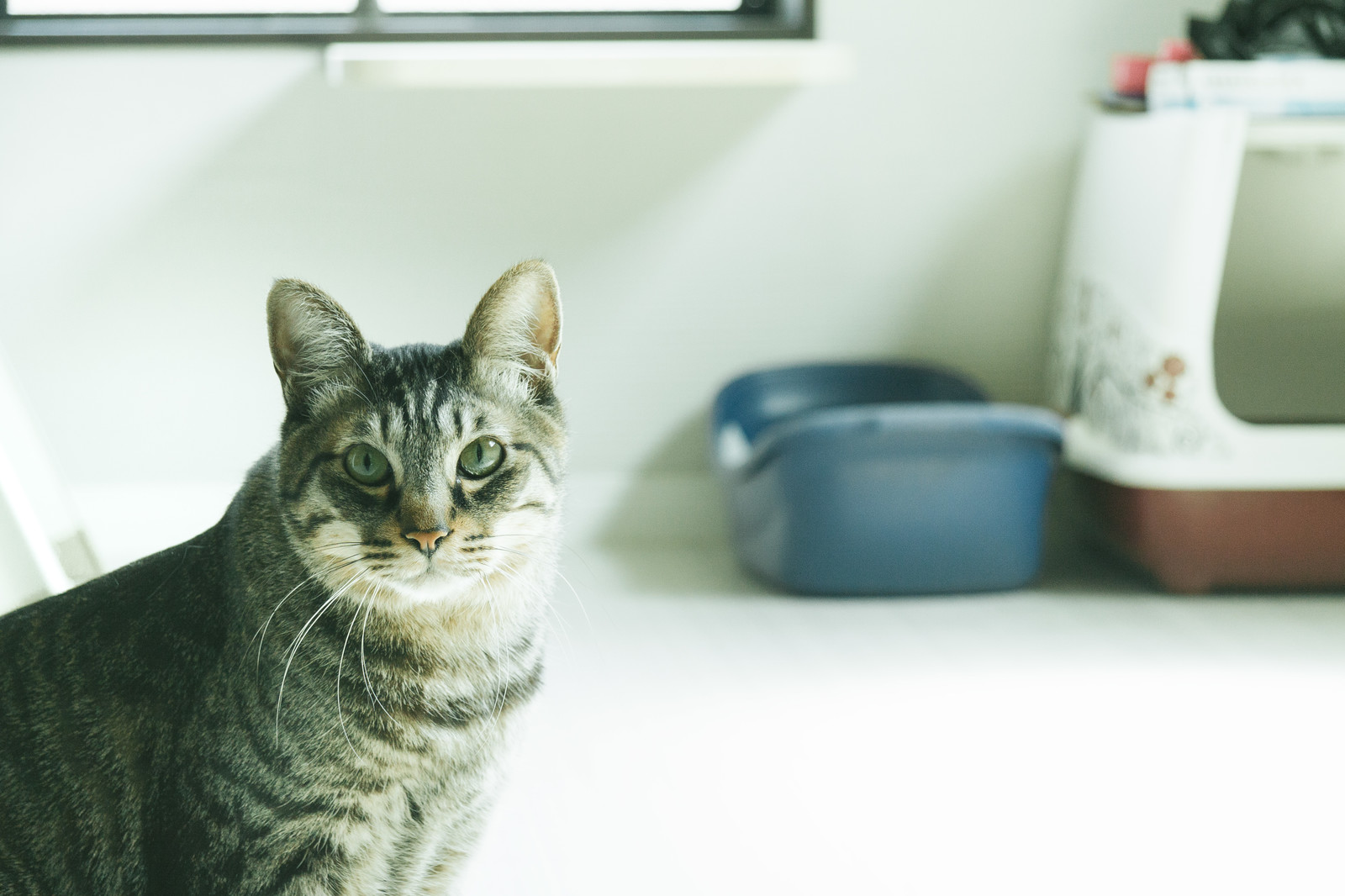 猫の痒みが治まらない?以外な原因やアレルギーが隠れているかも!!