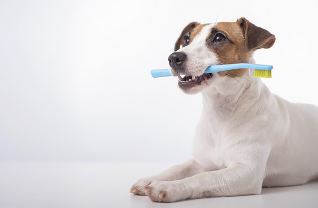 犬が歯磨きをするメリットは何? 愛犬が歯磨きを嫌がるときの対策法