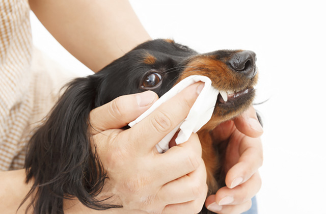 犬が歯磨きをするメリットは何? 愛犬が歯磨きを嫌がるときの対策法