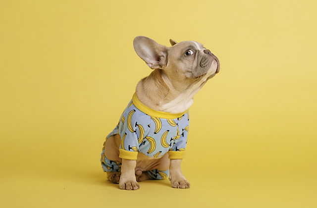犬が床を舐める4つの理由 床を舐める癖をやめさせる方法は?
