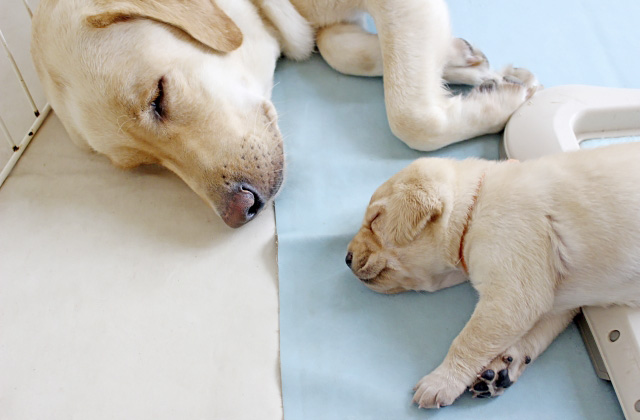 犬がトイレで寝てしまう5つの理由と対策法!