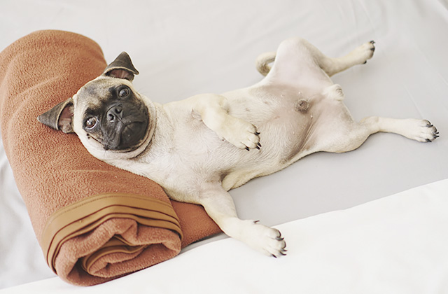 犬がトイレで寝てしまう5つの理由と対策法!