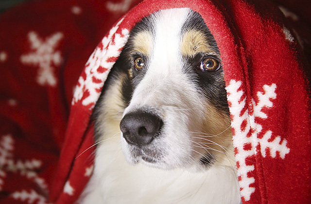 犬がトイレで寝てしまう5つの理由と対策法!