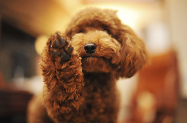 犬がトイレで寝てしまう５つの理由と対策法！