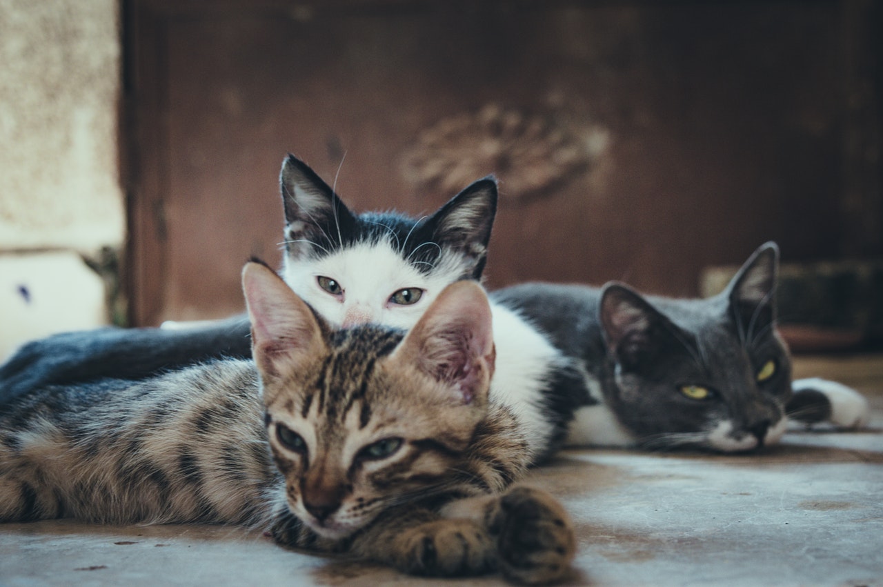 猫の複数飼育にむけて!先住猫と新しい猫の顔合わせの仕方を解説。