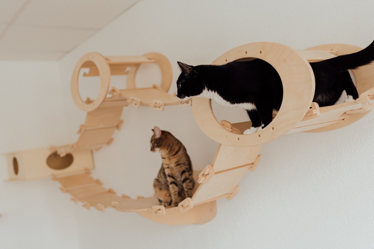 猫の複数飼育にむけて!先住猫と新しい猫の顔合わせの仕方を解説。