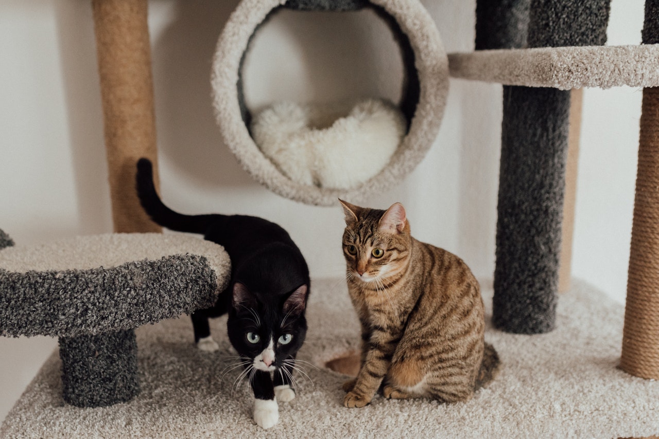 猫の複数飼育にむけて!先住猫と新しい猫の顔合わせの仕方を解説。