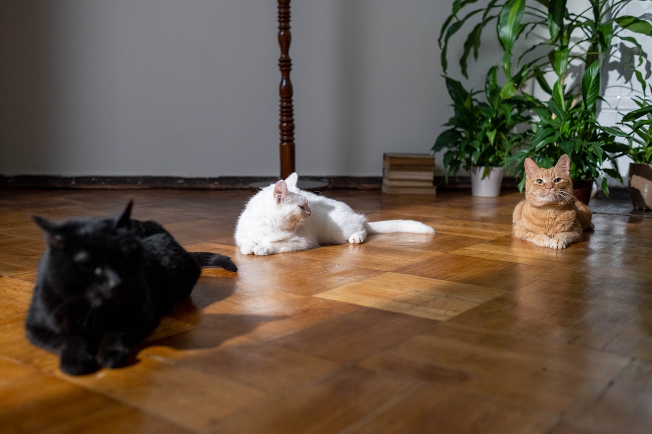 猫の複数飼育にむけて!先住猫と新しい猫の顔合わせの仕方を解説。