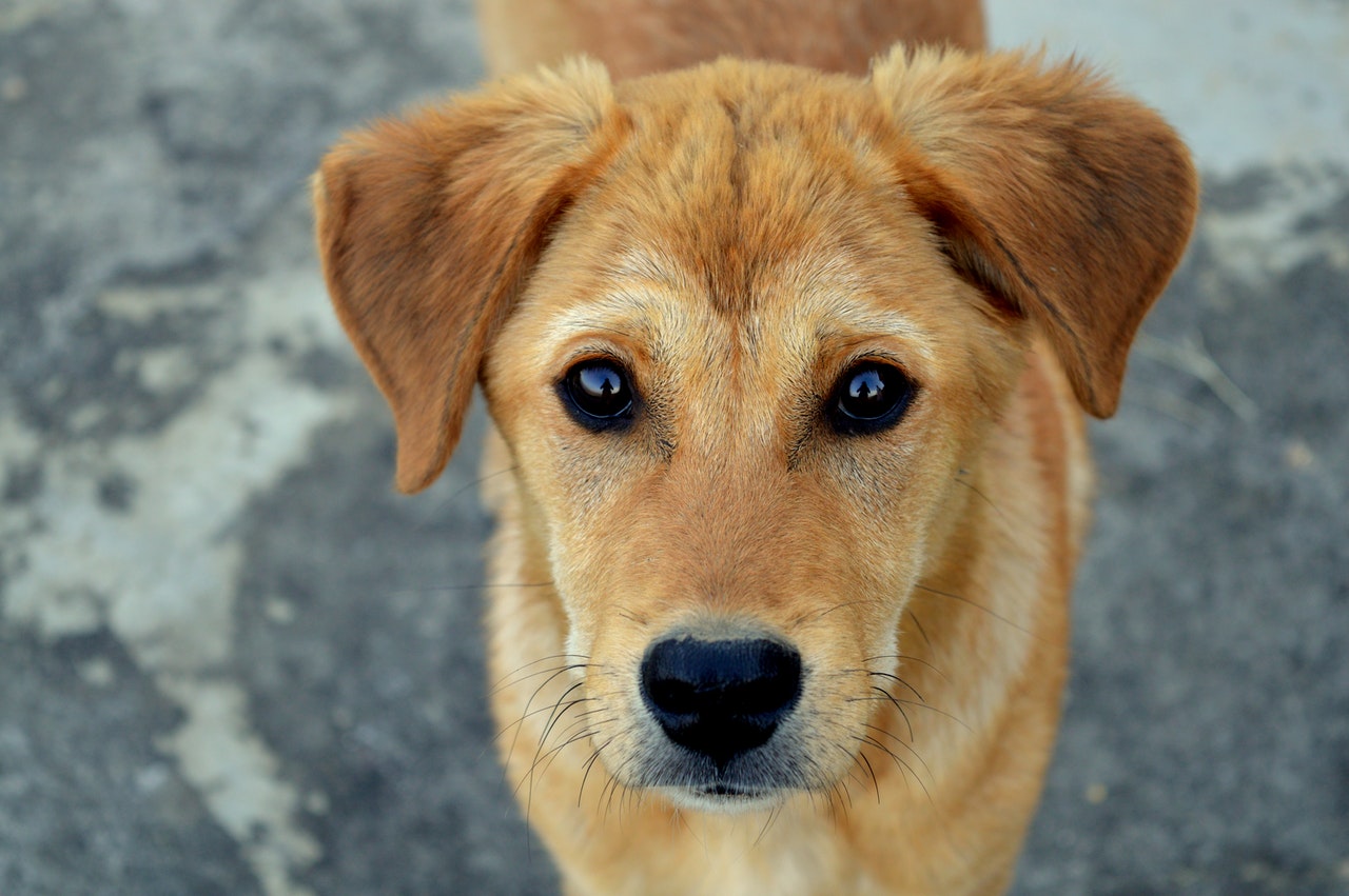 獣医師が考える、初心者でも飼いやすい犬種3選、飼いたい犬種3選