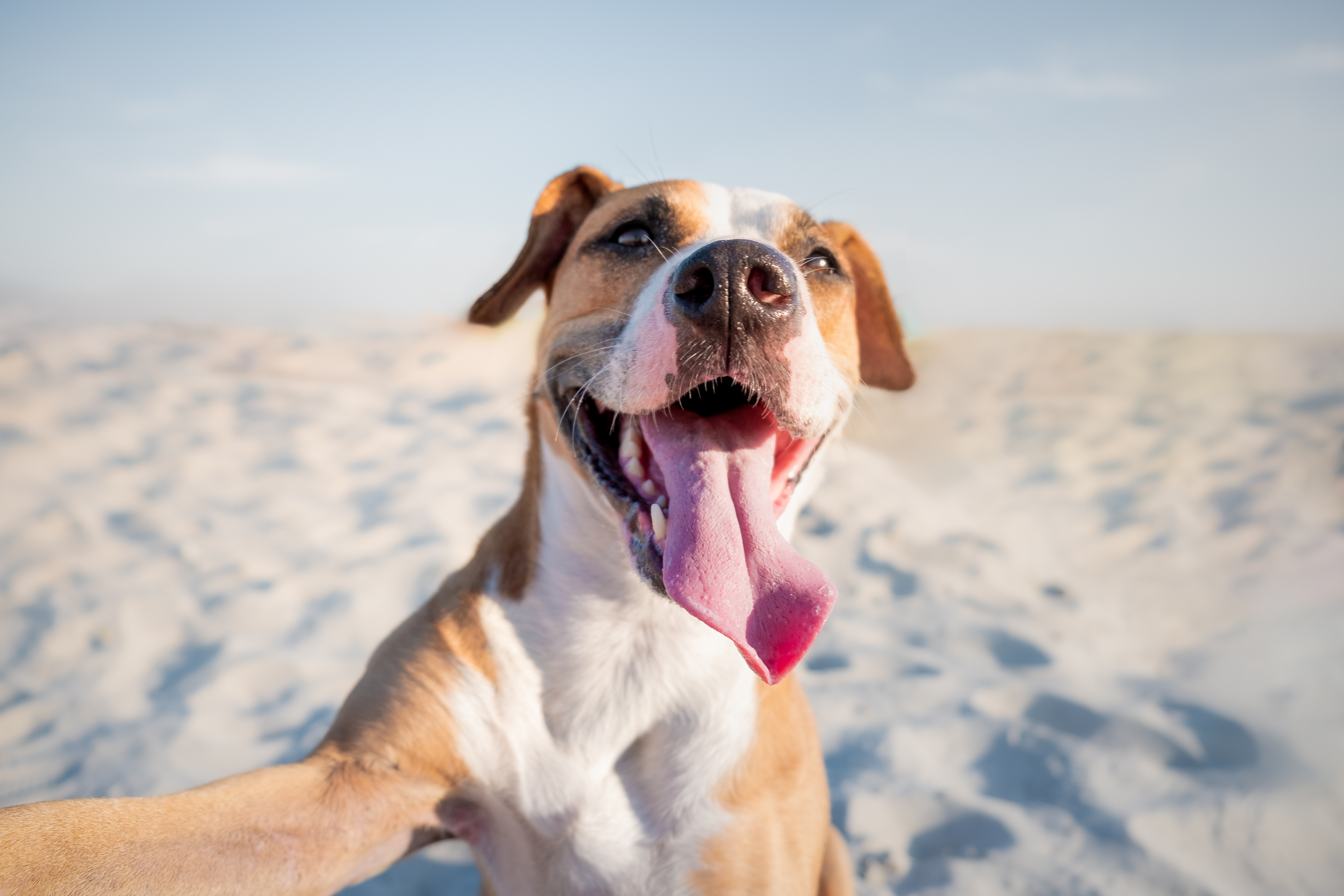犬の一生を支える「骨格」とは? 骨や関節の事を知って健康管理を!