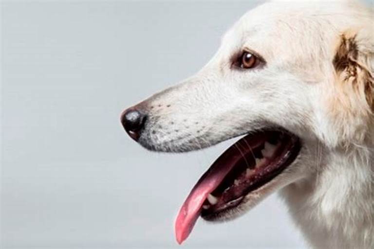 犬の一生を支える「骨格」とは? 骨や関節の事を知って健康管理を!