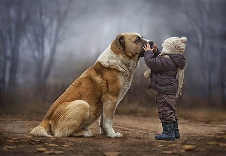 犬の一生を支える「骨格」とは? 骨や関節の事を知って健康管理を!