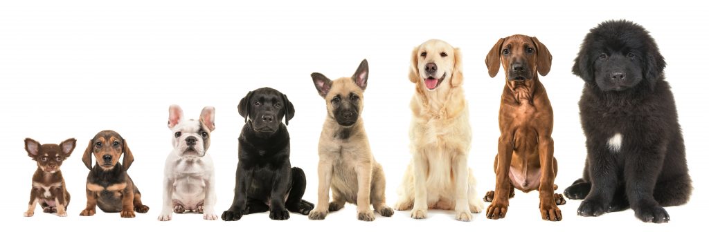 犬の一生を支える「骨格」とは? 骨や関節の事を知って健康管理を!
