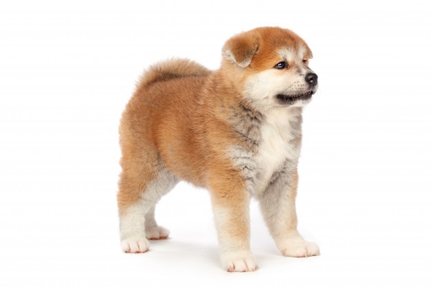 犬の一生を支える「骨格」とは? 骨や関節の事を知って健康管理を!