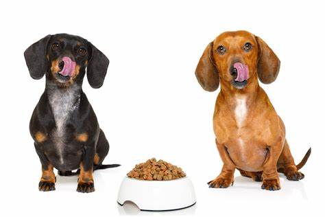 犬の一生を支える「骨格」とは? 骨や関節の事を知って健康管理を!