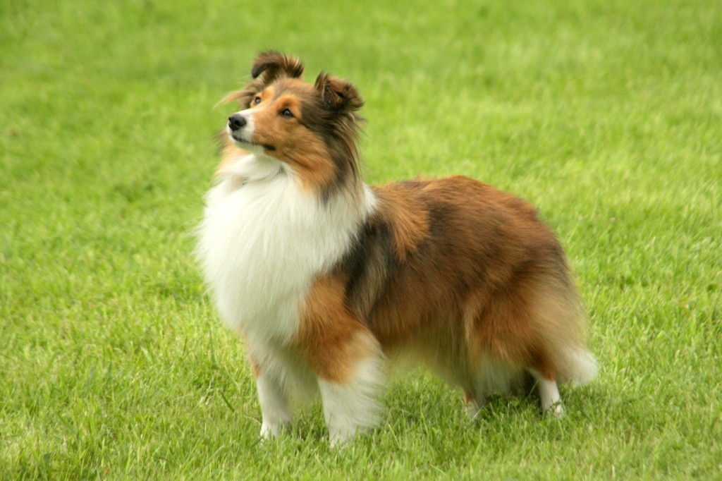 犬の「骨や関節のトラブル」多い症状や病気、原因や対策について