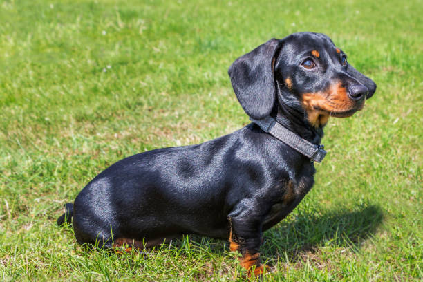 犬の「骨や関節のトラブル」多い症状や病気、原因や対策について