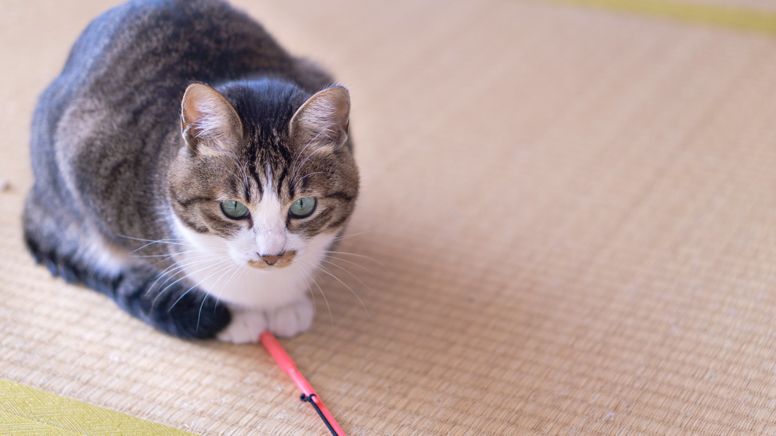猫の健康診断シーズン到来。どんな検査が必要?猫への負担は?