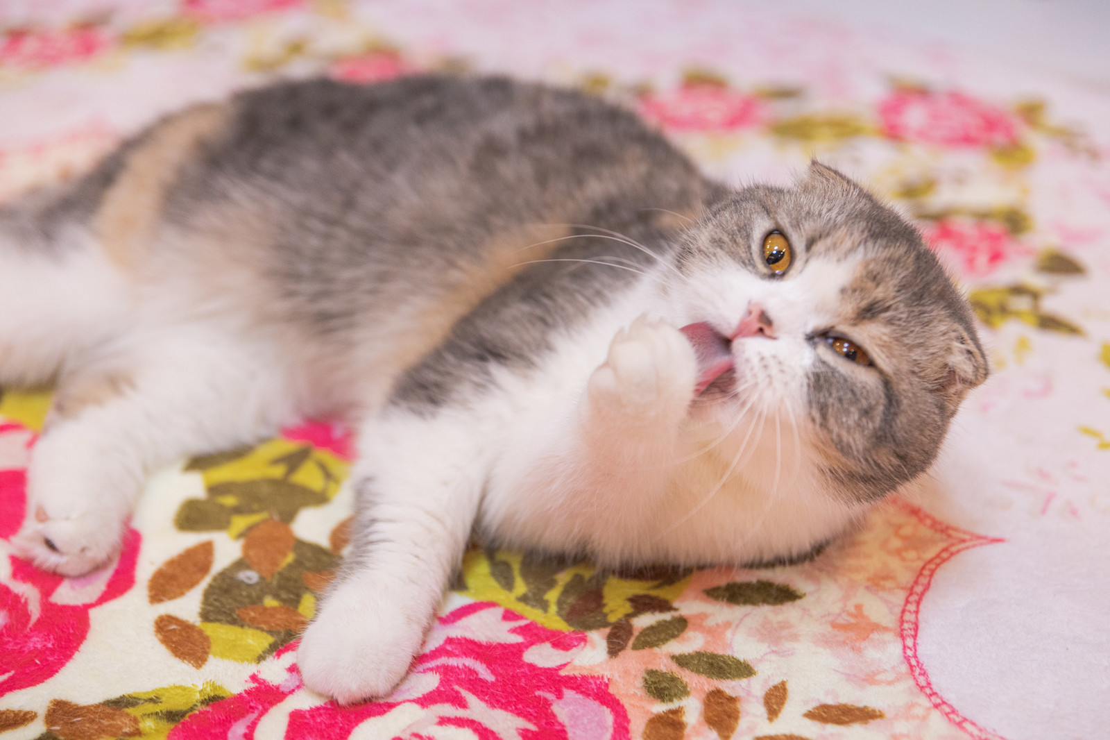 猫の健康診断シーズン到来。どんな検査が必要?猫への負担は?