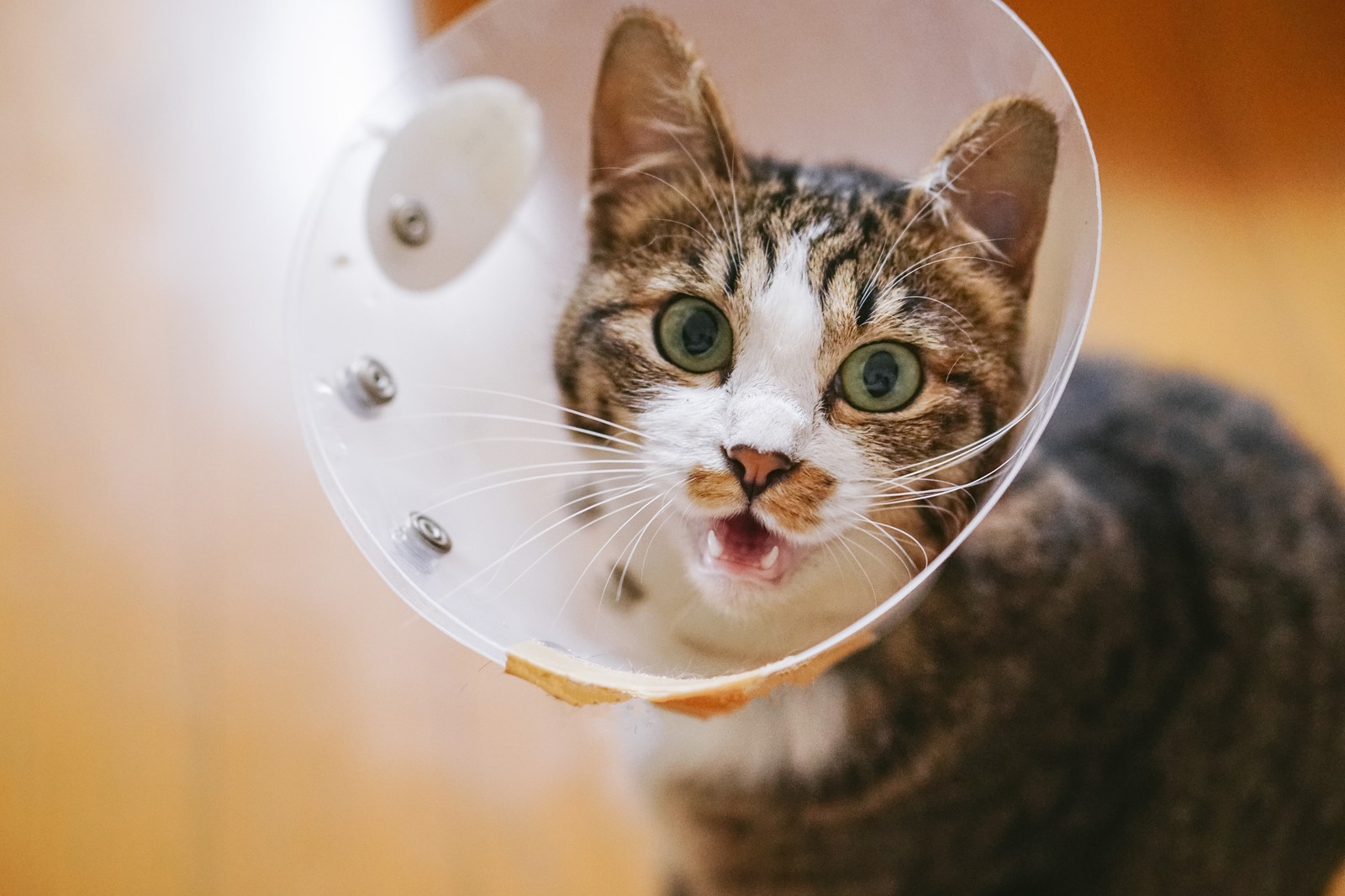 猫の健康診断シーズン到来。どんな検査が必要?猫への負担は?