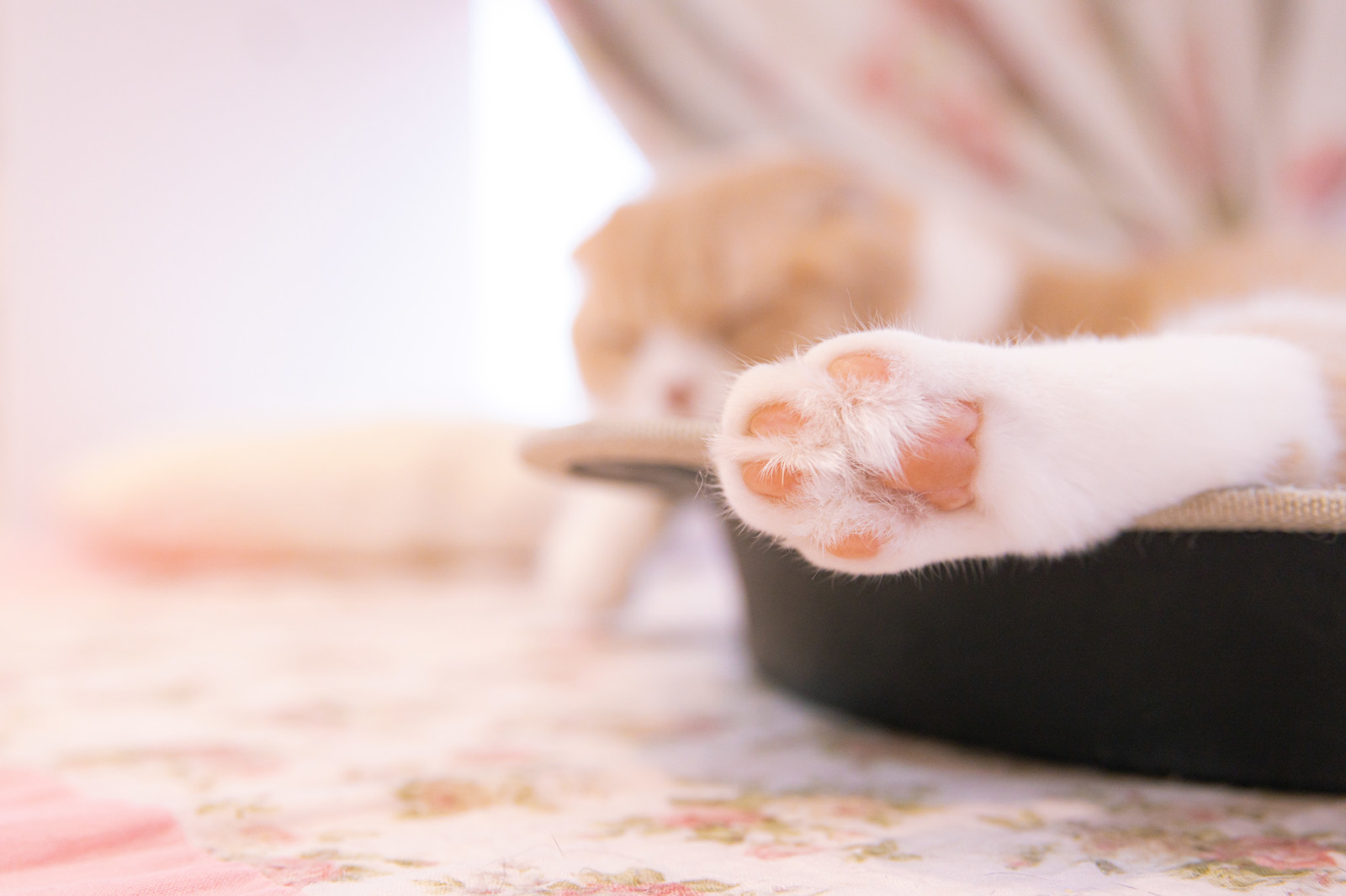 猫の健康診断シーズン到来。どんな検査が必要?猫への負担は?