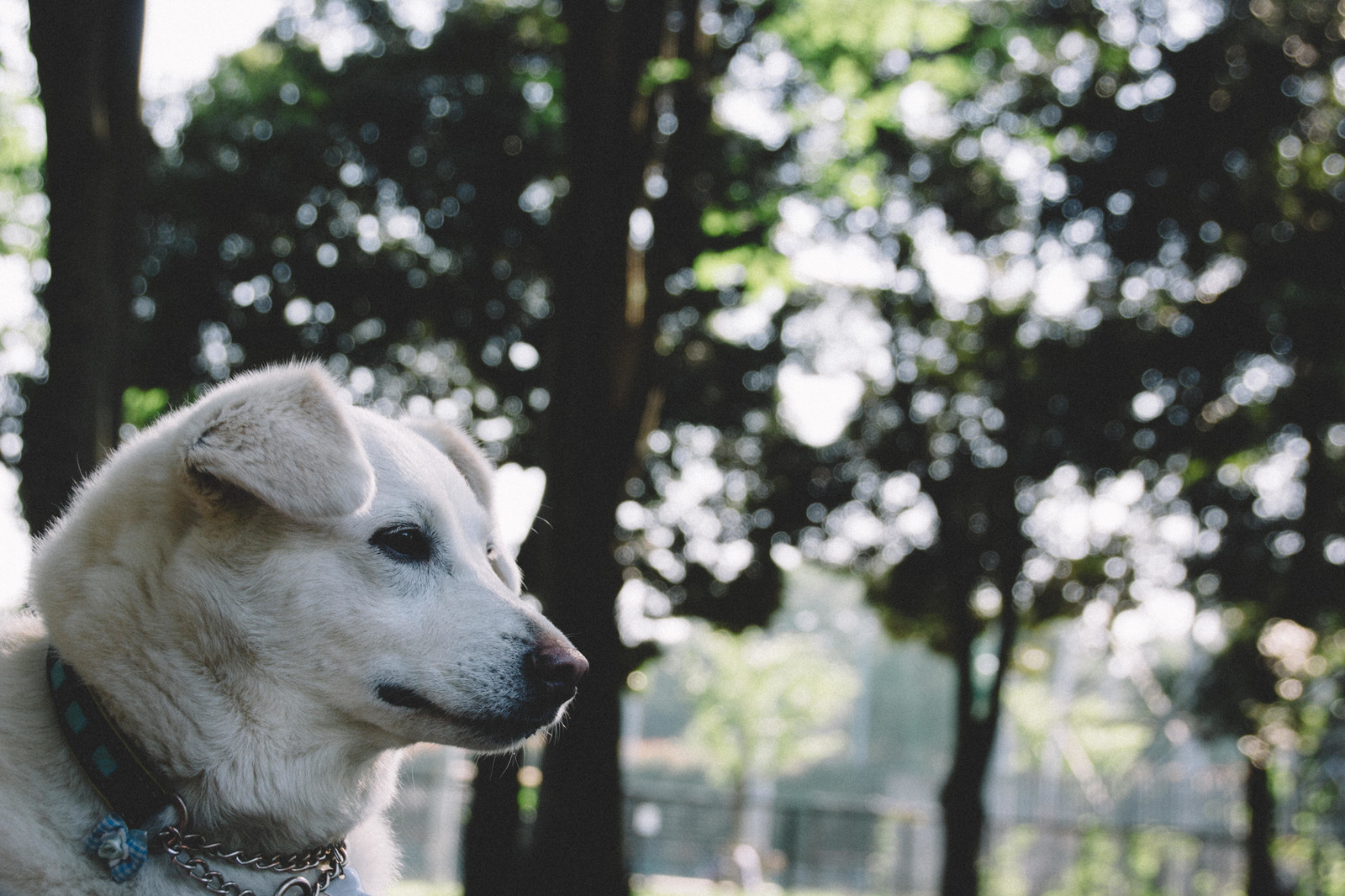 犬の健康診断シーズン到来。どの検査が必要?犬に負担はある?