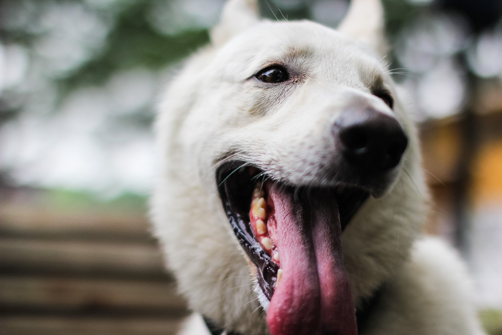 犬の健康診断シーズン到来。どの検査が必要?犬に負担はある?