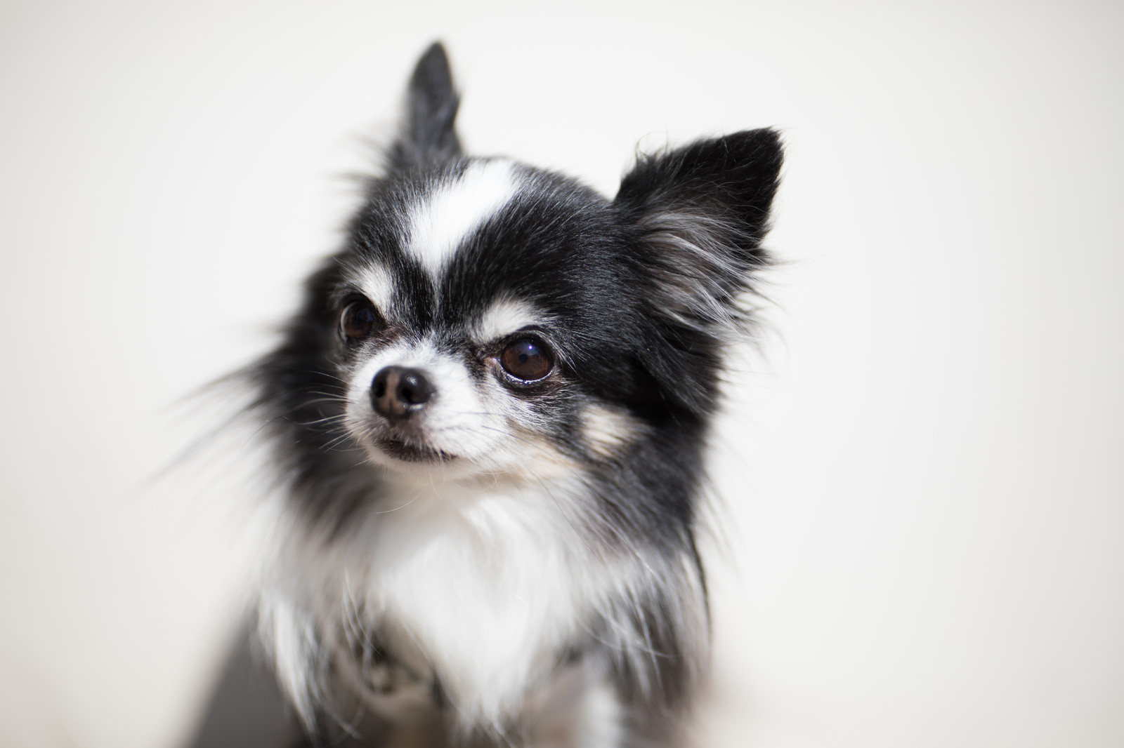 犬の健康診断シーズン到来。どの検査が必要?犬に負担はある?