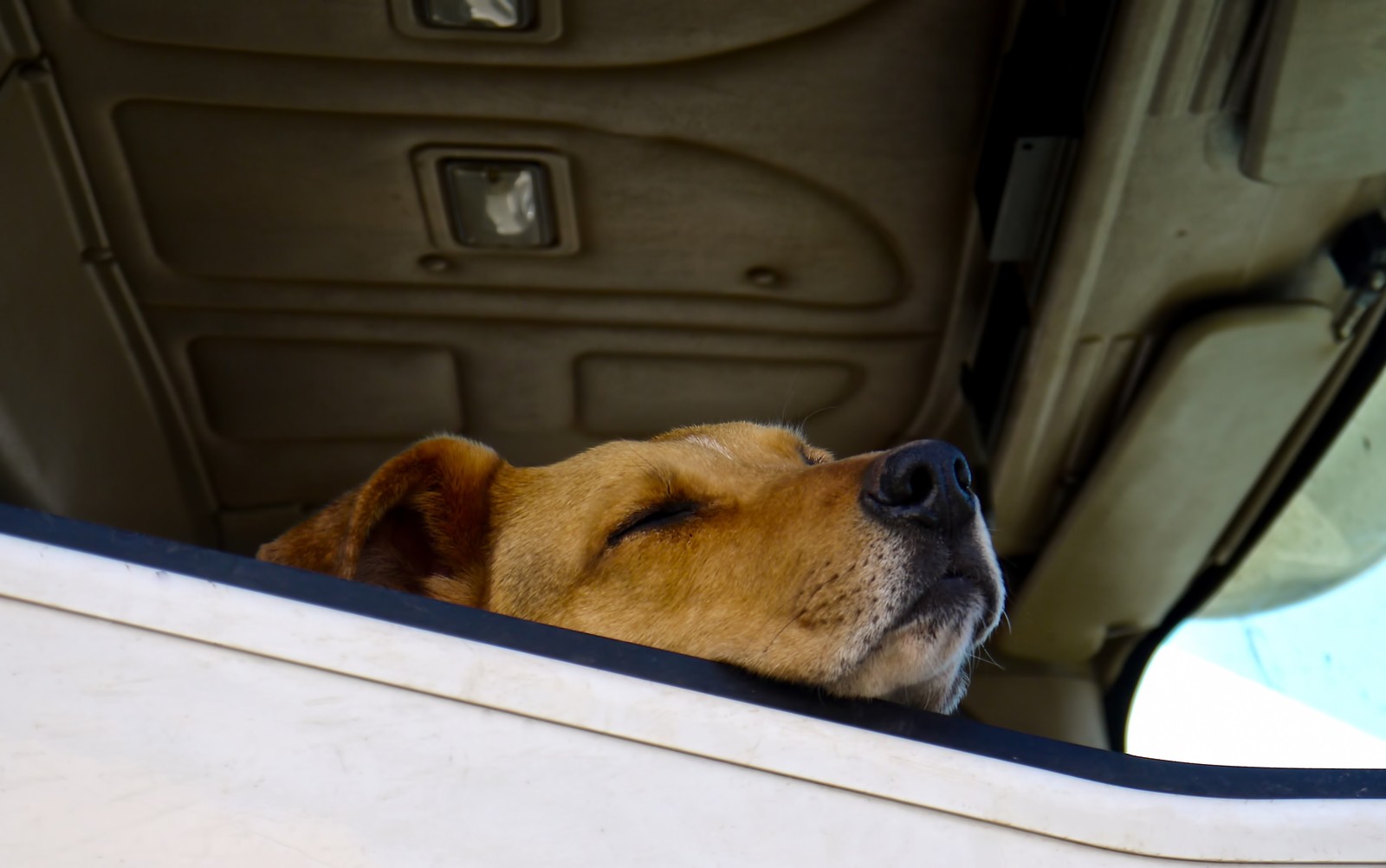 犬の健康診断シーズン到来。どの検査が必要?犬に負担はある?