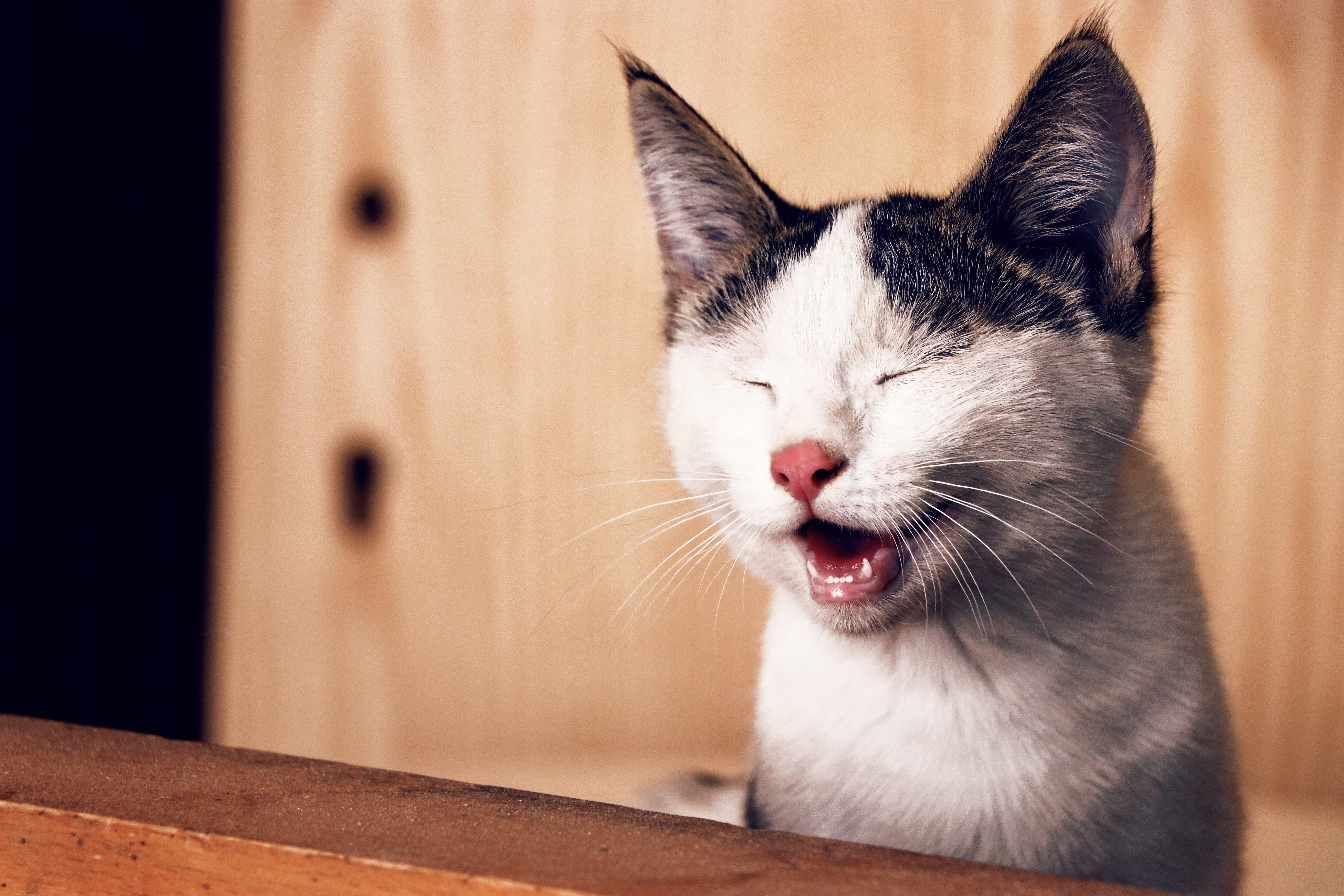 高齢猫が注意すべき3つの疾患