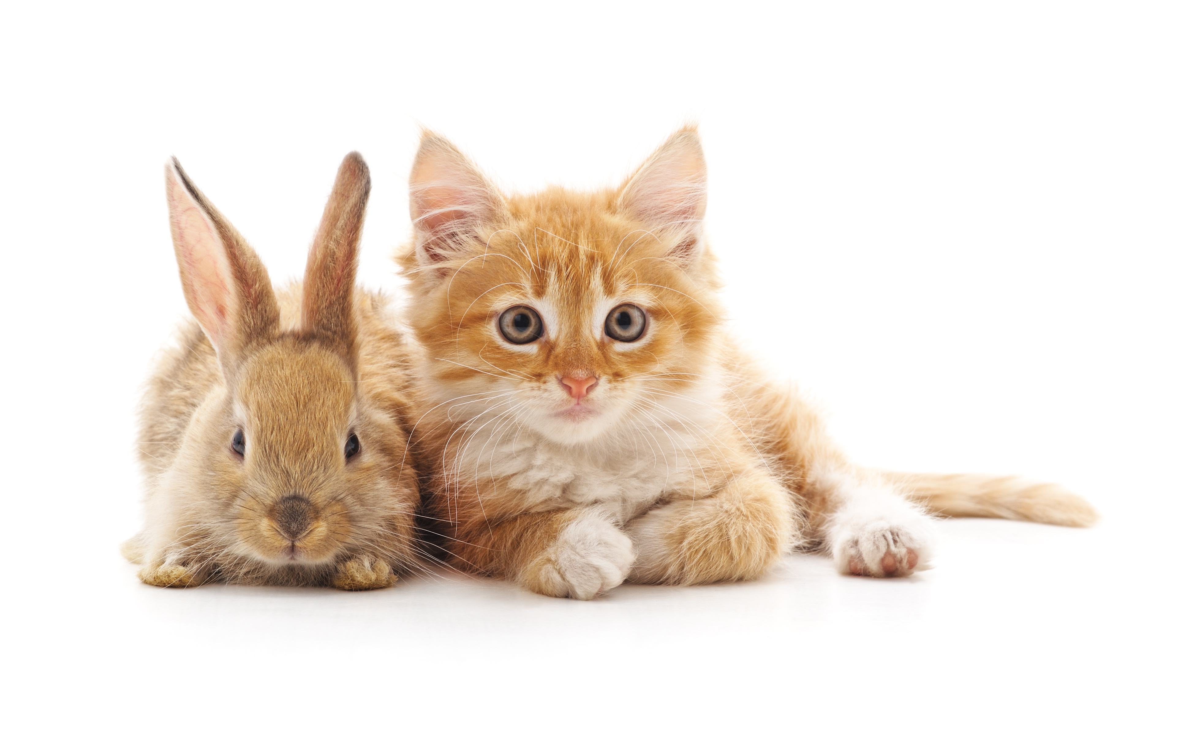 猫とうさぎ、一緒に飼っても大丈夫?必ず気を付けたいポイント