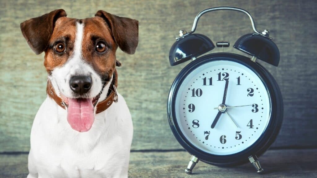 犬は時間を理解しているの? 犬に時間の長さってわかるの?