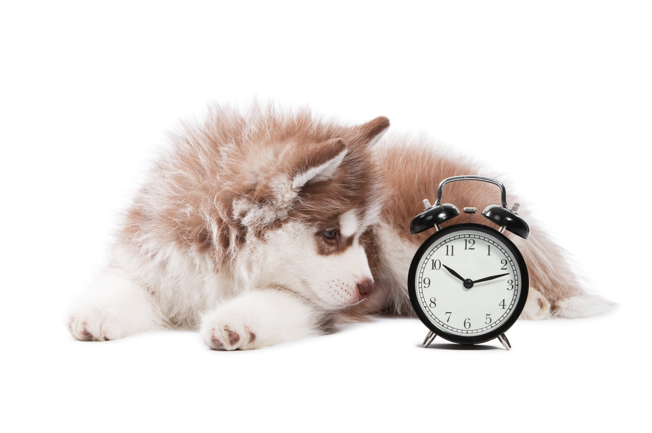 犬は時間を理解しているの? 犬に時間の長さってわかるの?