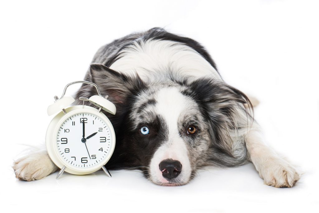 犬は時間を理解しているの? 犬に時間の長さってわかるの?