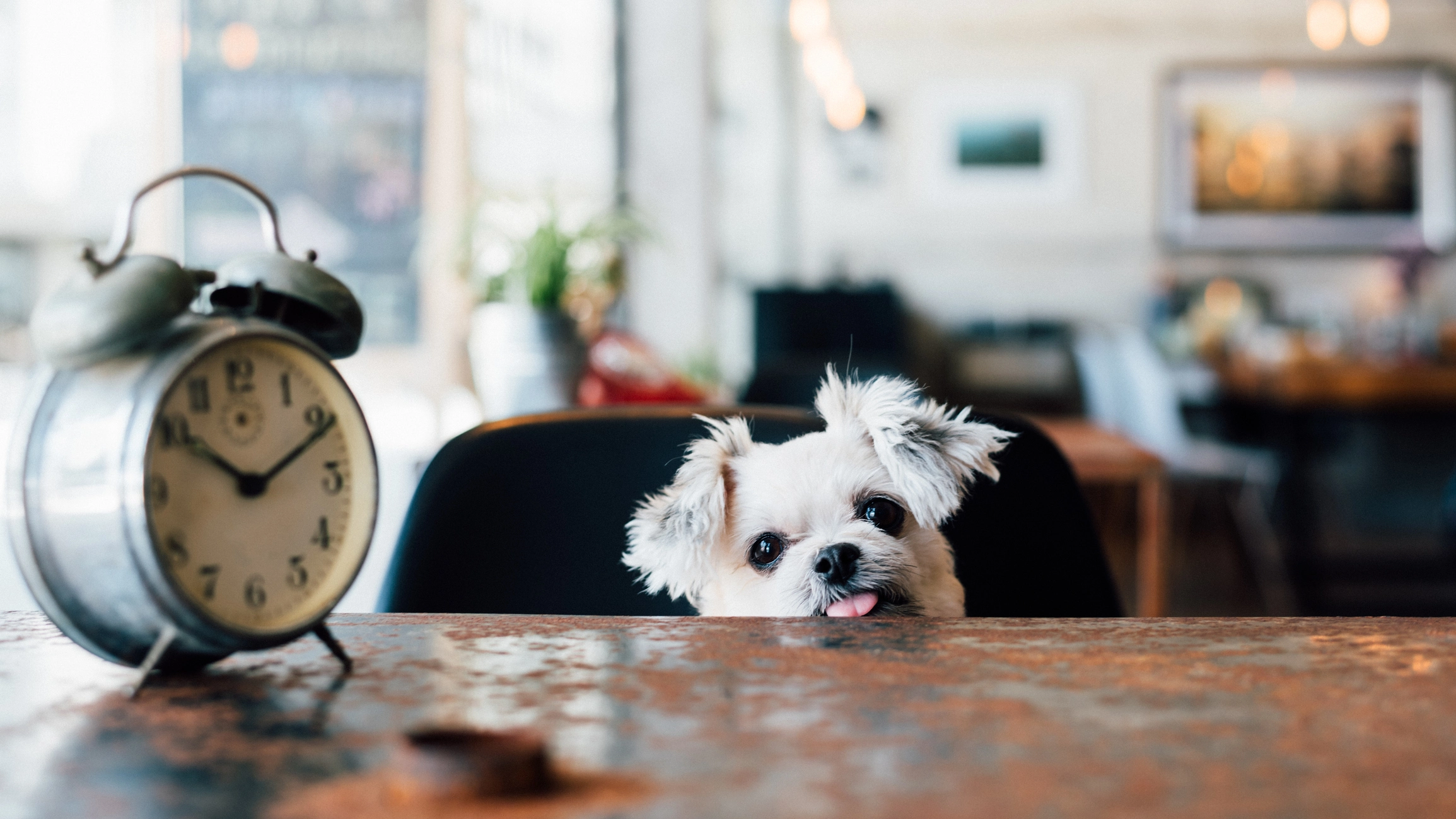 犬は時間を理解しているの? 犬に時間の長さってわかるの?