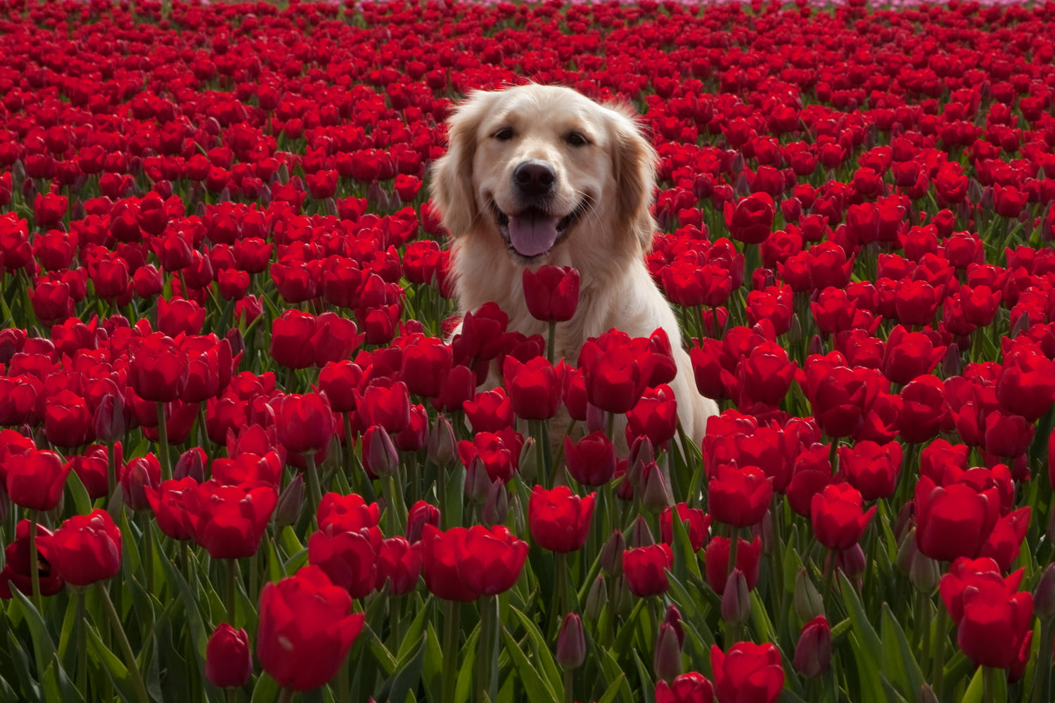 犬が見えている世界は私たちと違う?犬の色の見え方の違いを知ろう!