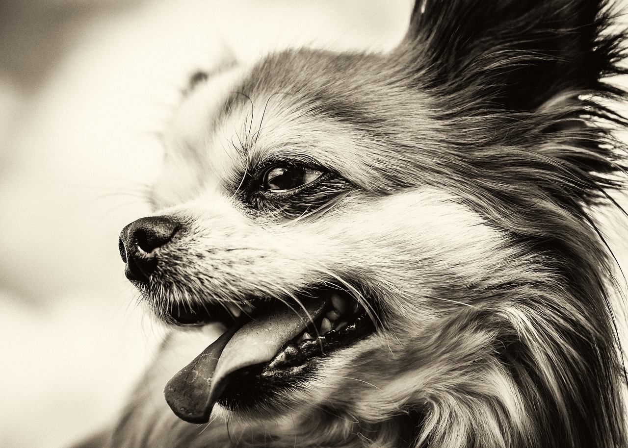 犬が見えている世界は私たちと違う?犬の色の見え方の違いを知ろう!