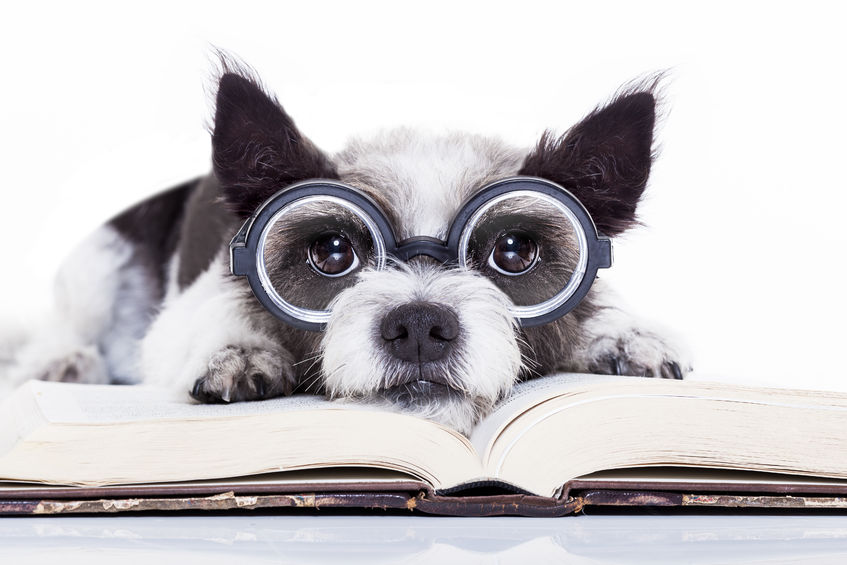 犬が見えている世界は私たちと違う?犬の色の見え方の違いを知ろう!
