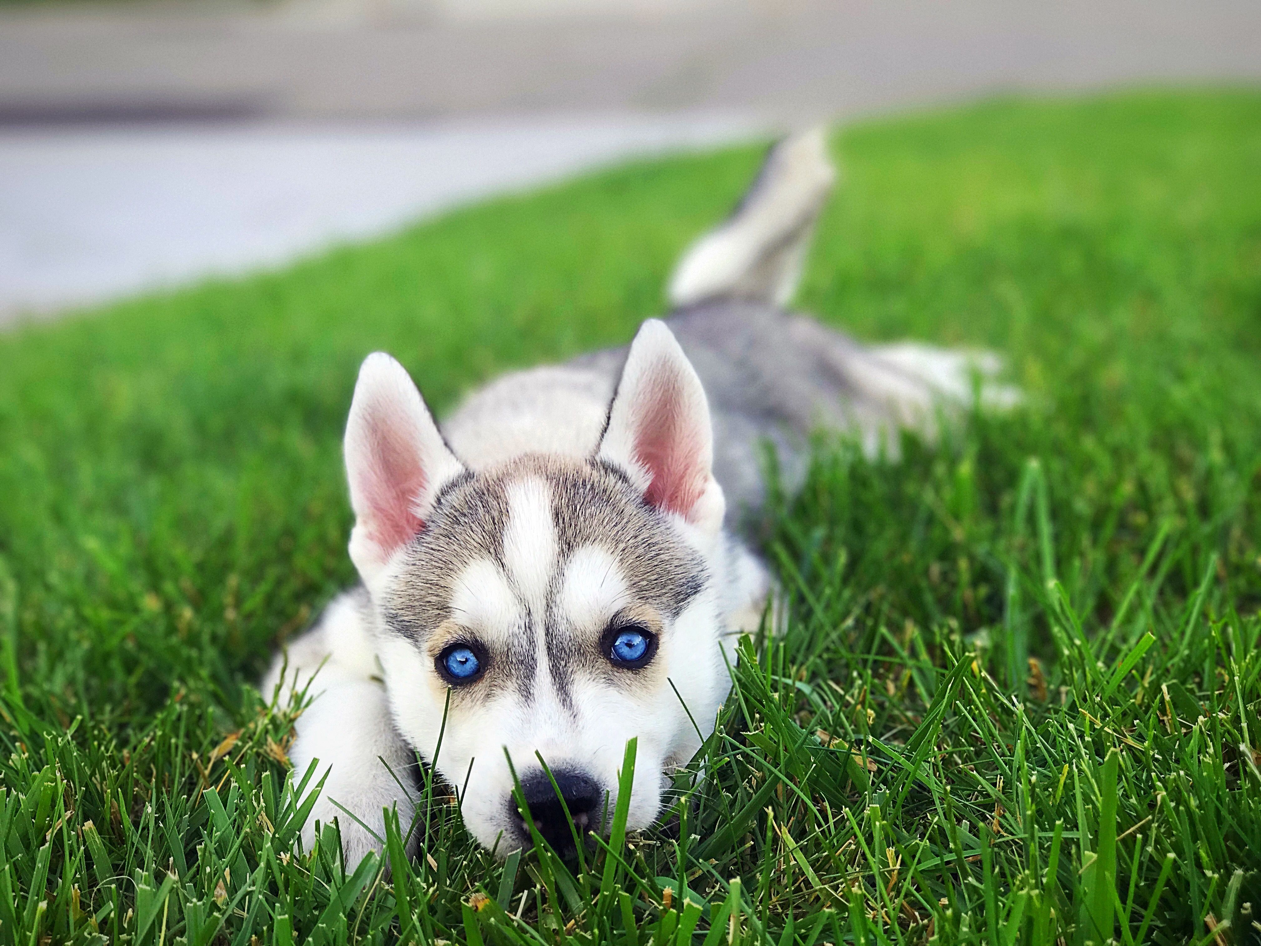 犬が見えている世界は私たちと違う?犬の色の見え方の違いを知ろう!