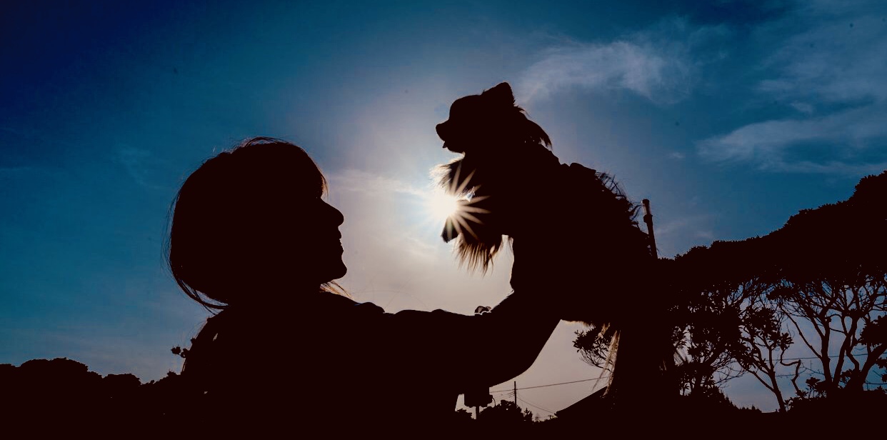 犬が見えている世界は私たちと違う?犬の色の見え方の違いを知ろう!